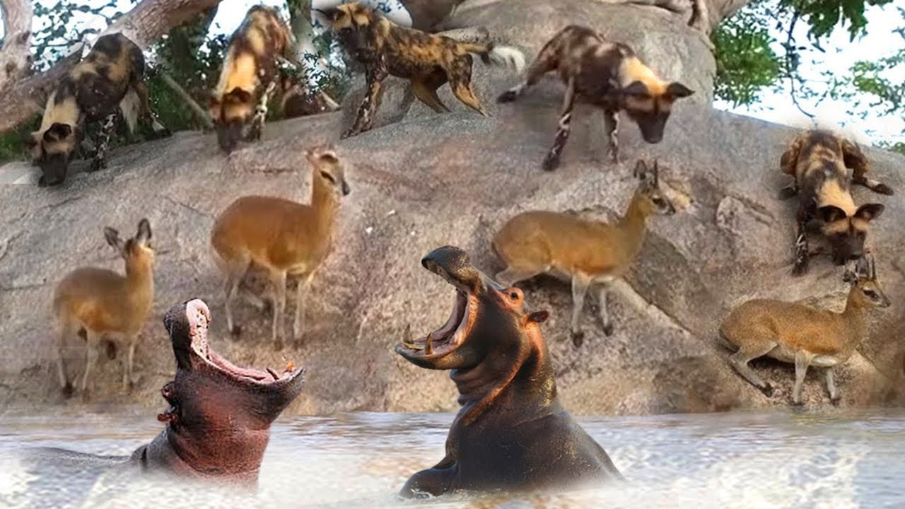 when wild dogs and heavy giant hippos got into fight! who will win!