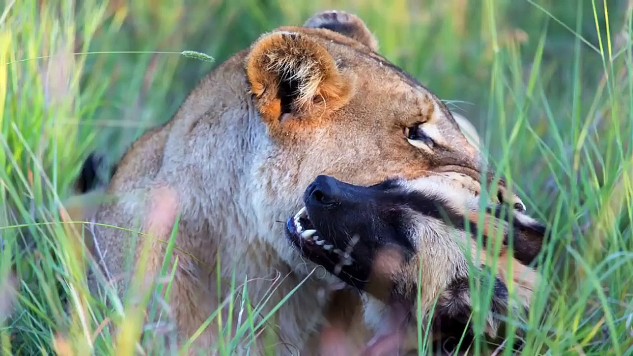 King lion VS leader of herd of wild dogs  ,  who will win the king or the herd defending their leader ?