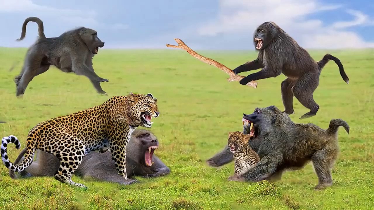 Baboons Vs  Leopard , see how those brothers show the beast hell