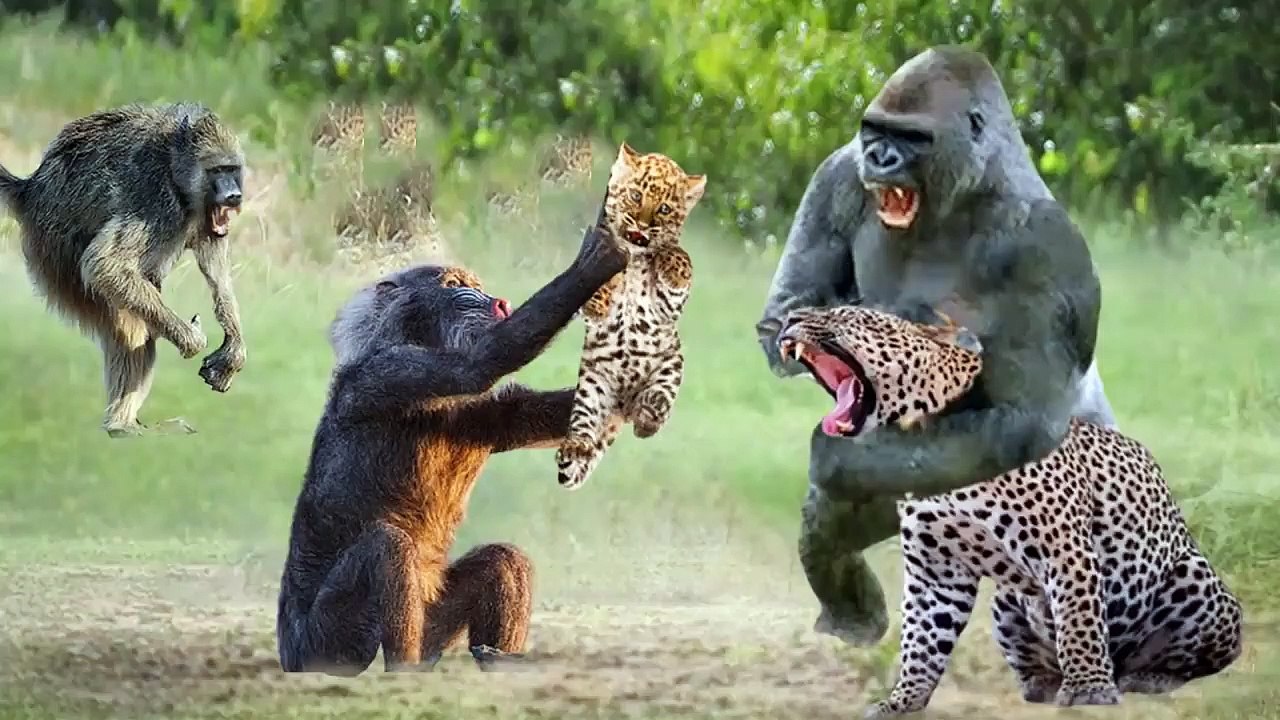 Crazy Baboon VS Leopard  See how this crazy Baboon got brutal and attacked Leopard and kill her cub
