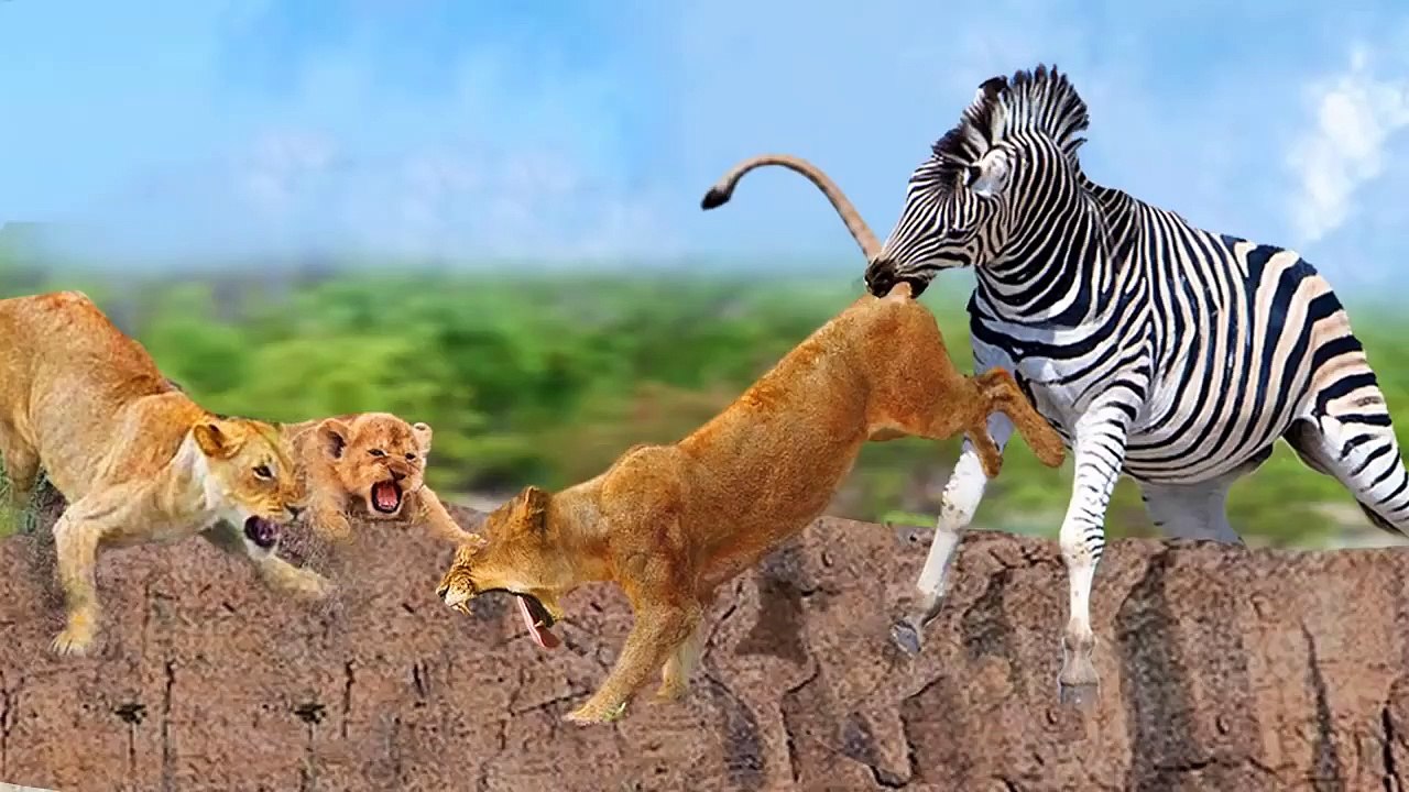 mother lion VS lion !anger of  A mother!! Zebra took her babies revenge from this lion