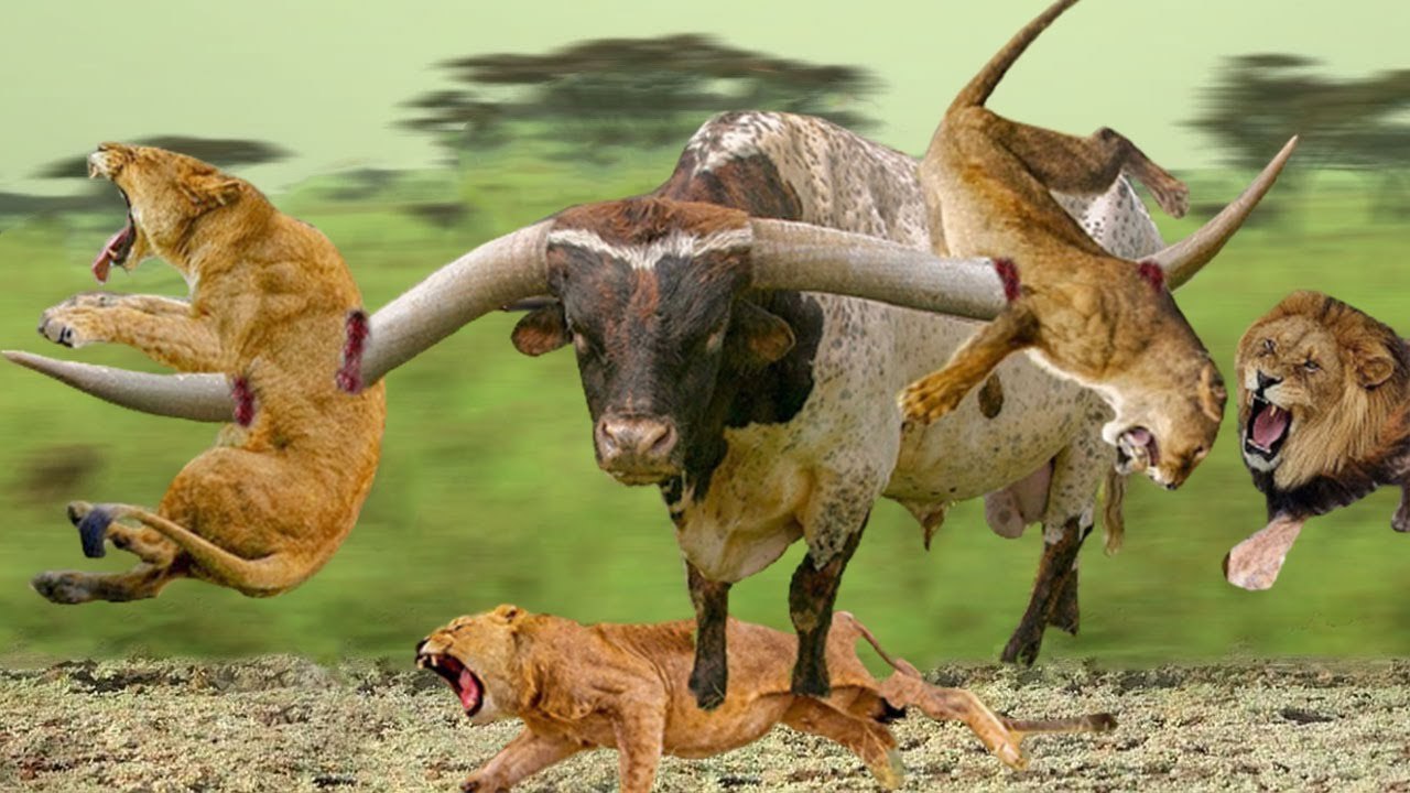 Lion VS Buffaloes ,they lost their Vigilance in a fight ,and tragic death to .....