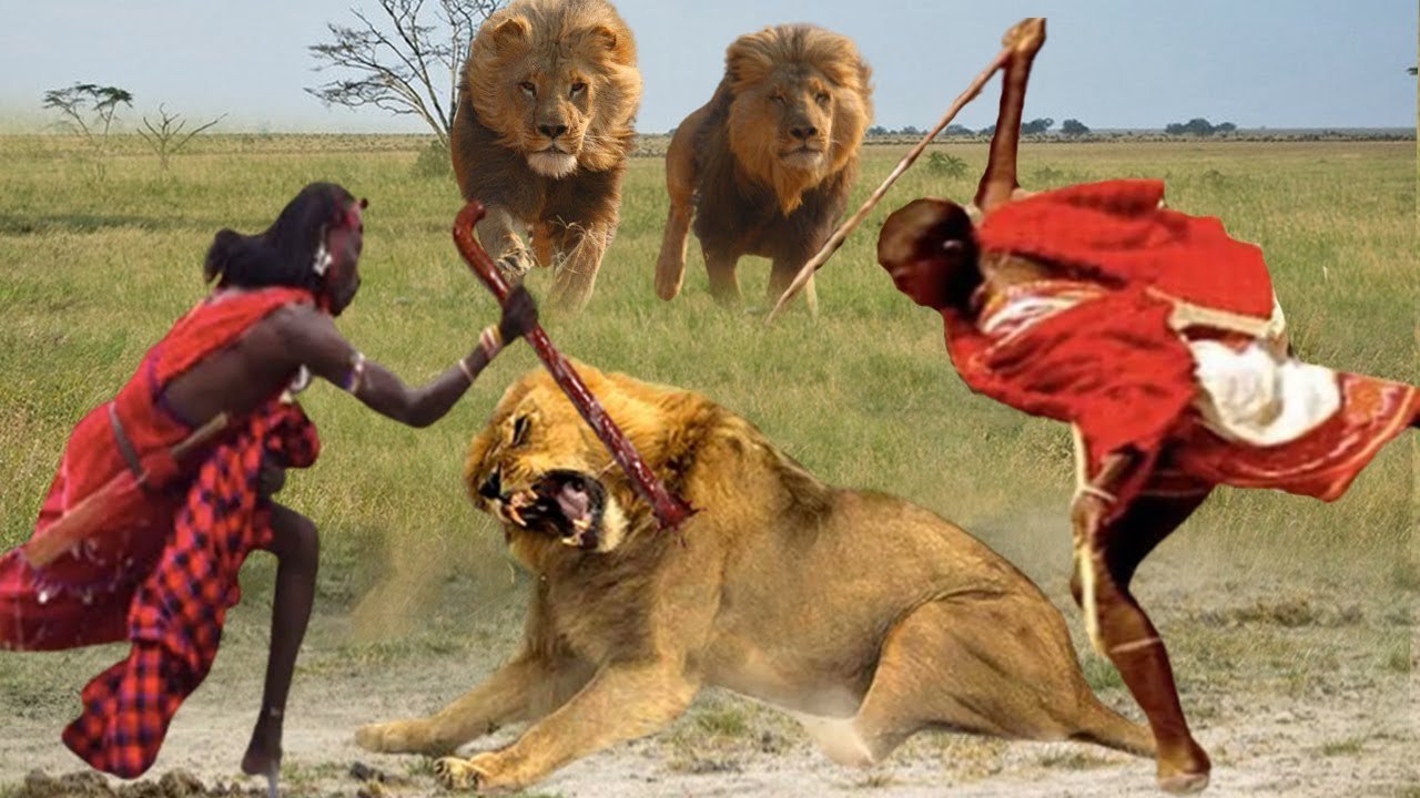 Maasai Aborigines steal food from  cheetahs and lions , can they do it!