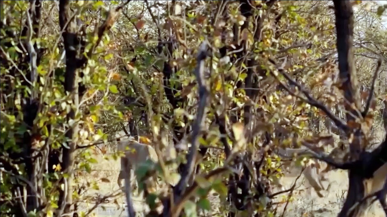 Elephant Mother Vs Lion, see how this elephant attacked the lion! and you will not believe the winner