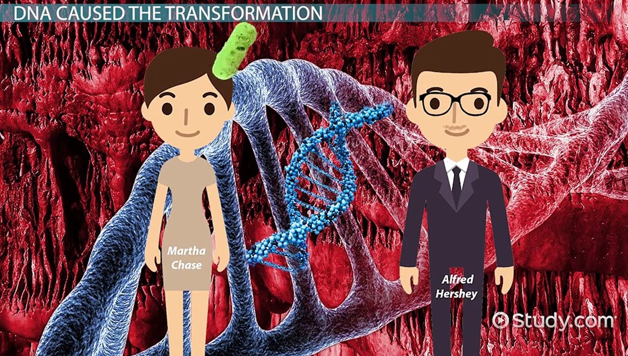 DNA- Discovery, Facts, Structure & Function in Heredity