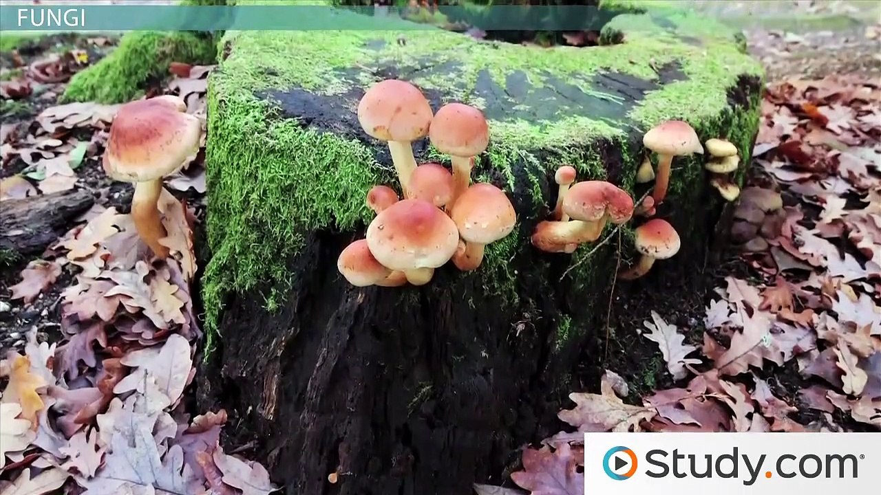 What are Fungi- - Types and Characteristics