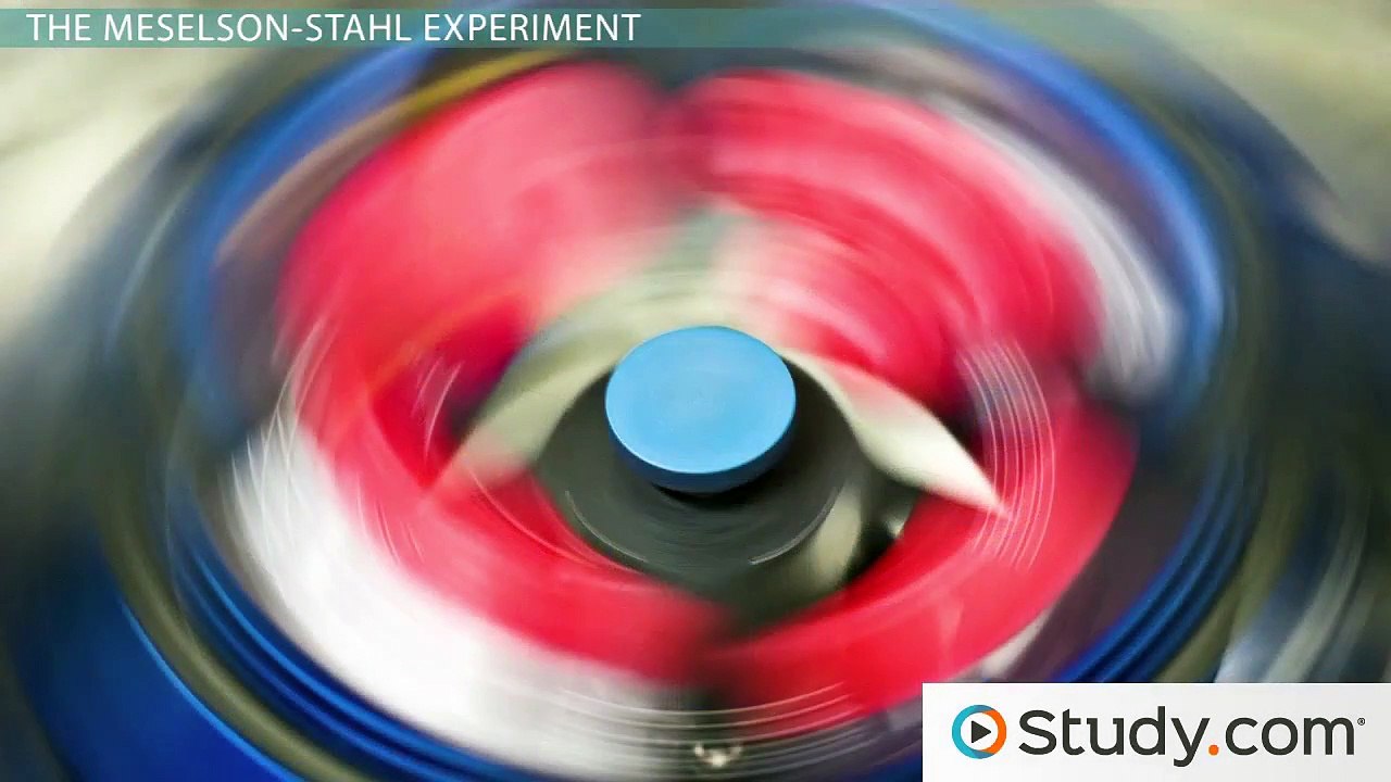 What Is DNA Replication- - Conservative, Semi-Conservative & Dispersive Models