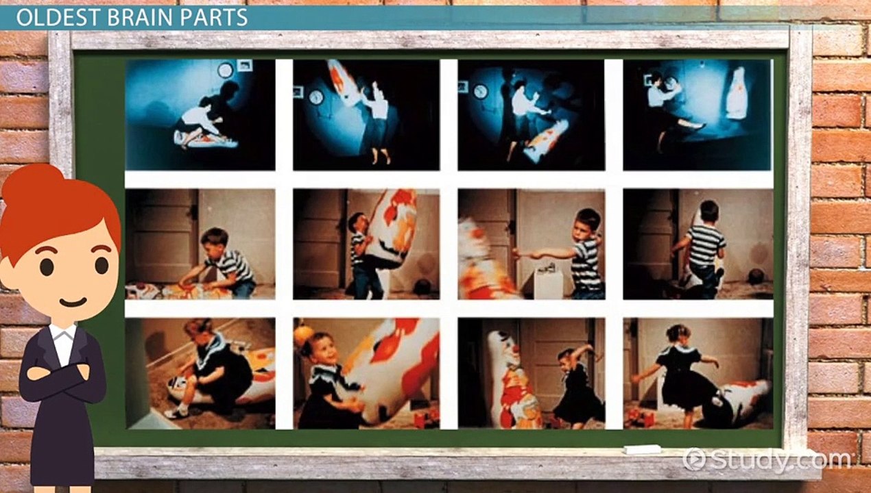 Brain Parts Overview 🧠