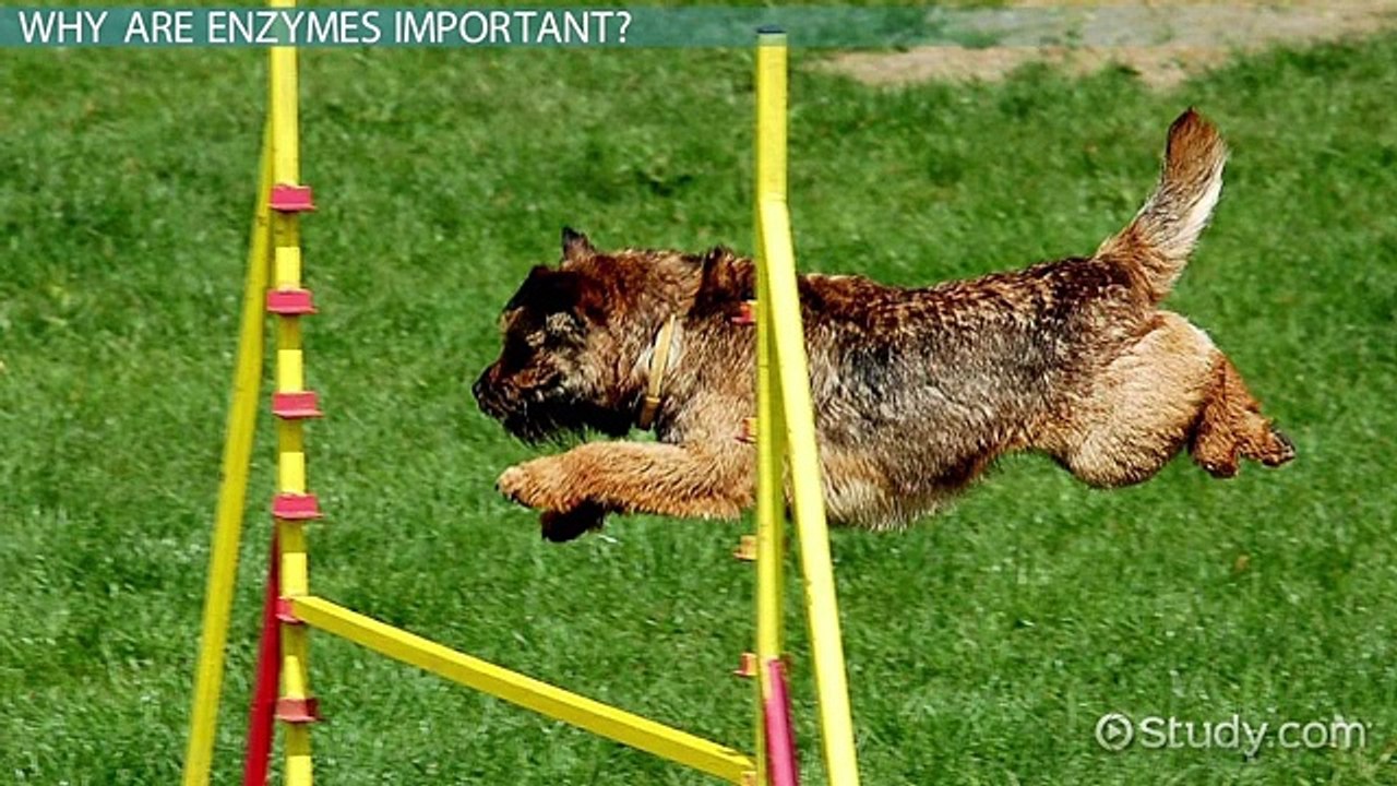 Induced Fit Enzyme Model- Definition & Theory -