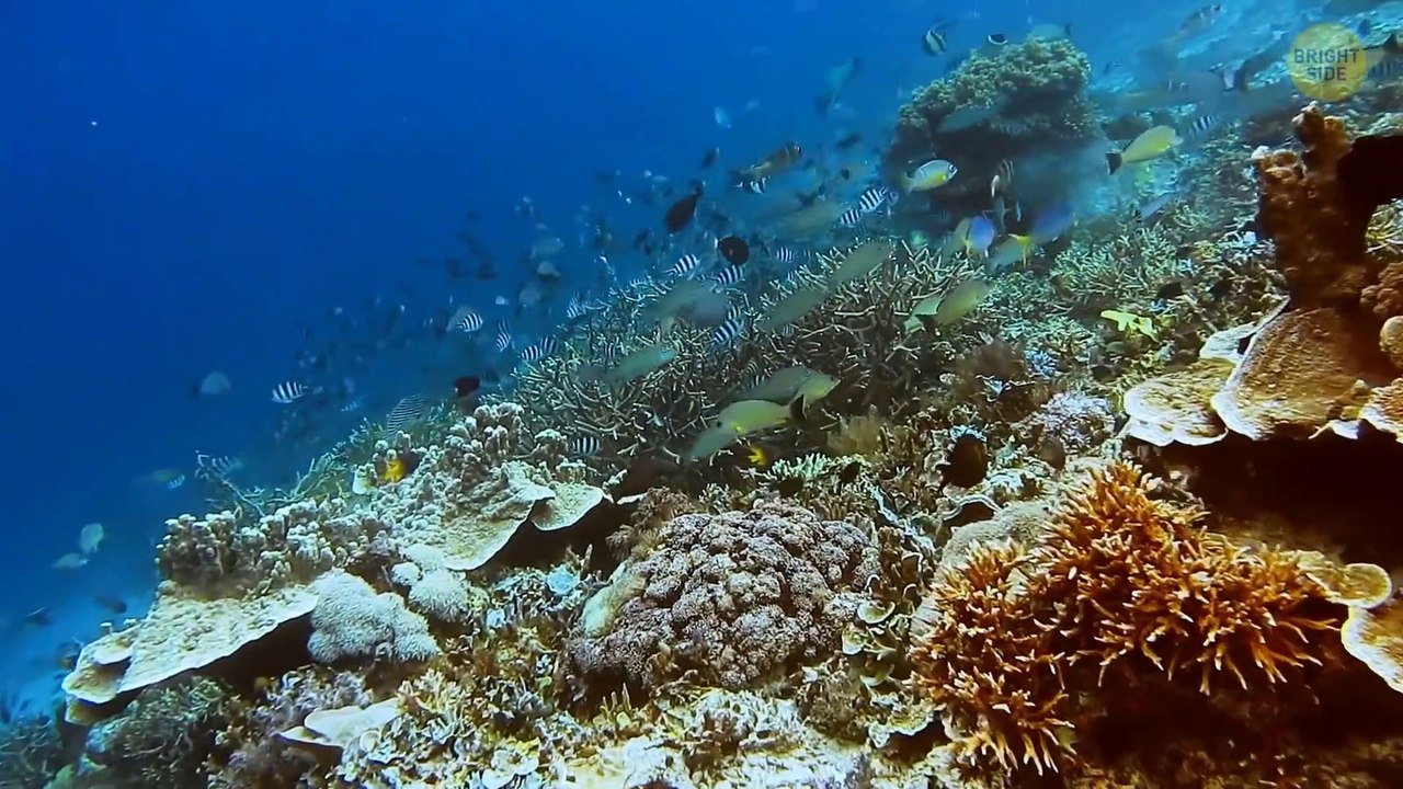 How Much to Buy the Entire Ocean, That's the Price