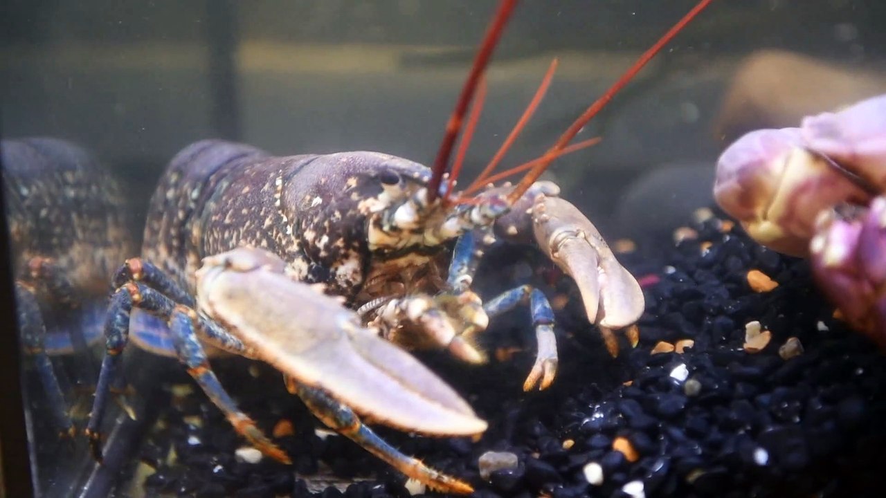 Whitby Lobster Hatchery Begins Juvenile Lobster Rearing with Goal to Reintroduce 100,000 Lobsters