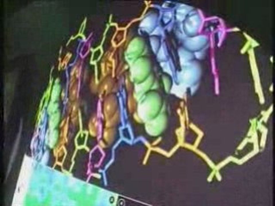 004 FROM GENE TO ORGANISM