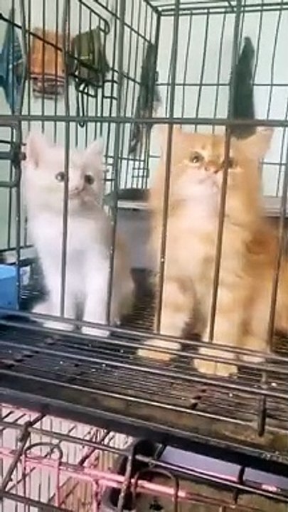 Hm.. Bener-bener Cute.. 