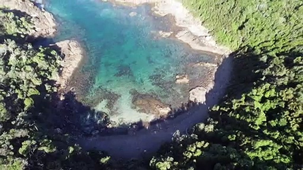 Diver report increase in numbers off Illawarra coastline