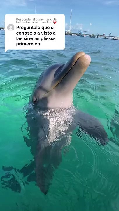 Delfín confirmaría existencia de sirenas
