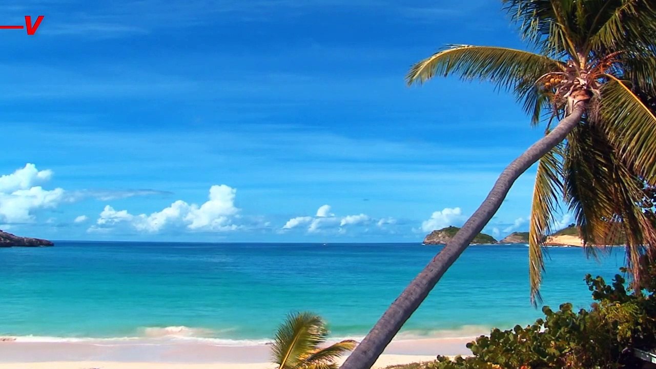 Here's How To Prevent A Shark Attack This Summer