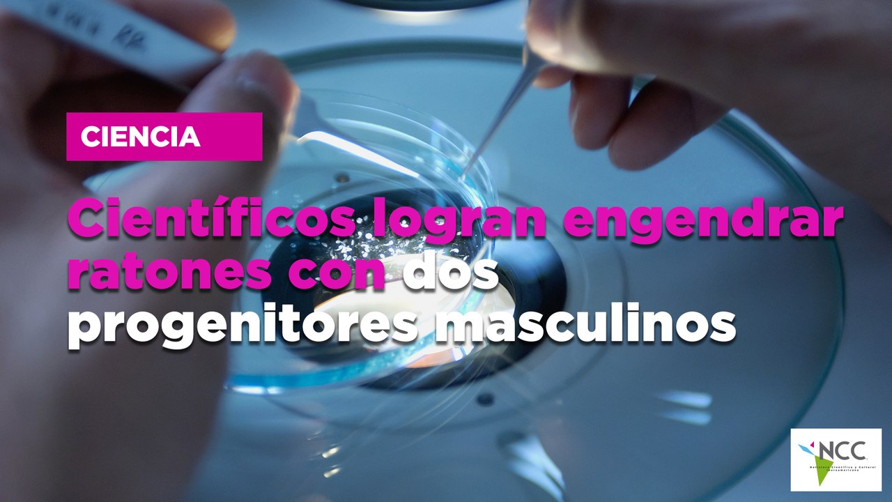 Científicos logran engendrar ratones con dos progenitores masculinos