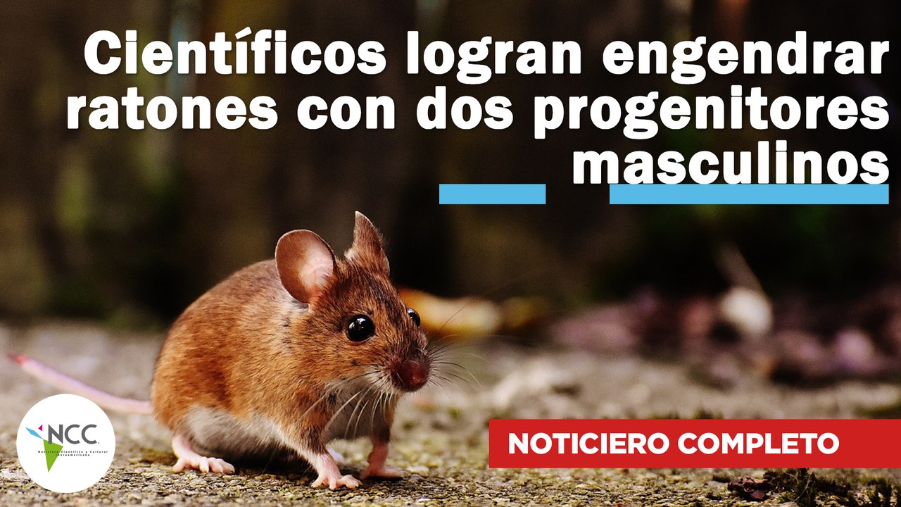 Científicos logran engendrar ratones con dos progenitores masculinos | 557 | 05 - 11 de junio 2023