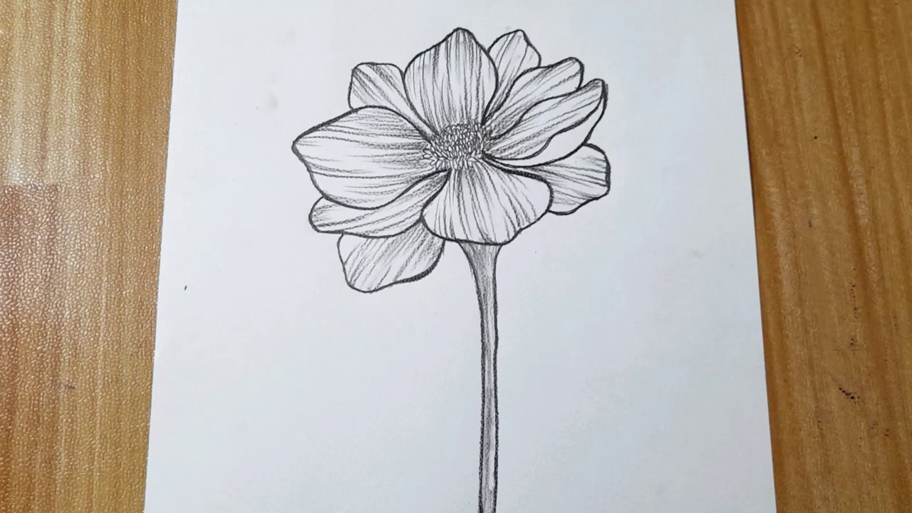 How to draw a flower easy step by step tutorial for beginners