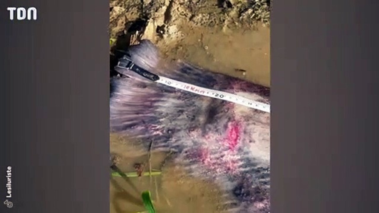 Il mesure un incroyable monstre marin !