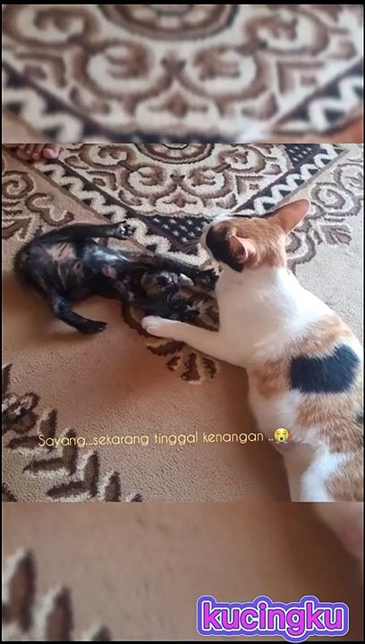 Meong: Suara Kucing yang Menggemaskan 🐱