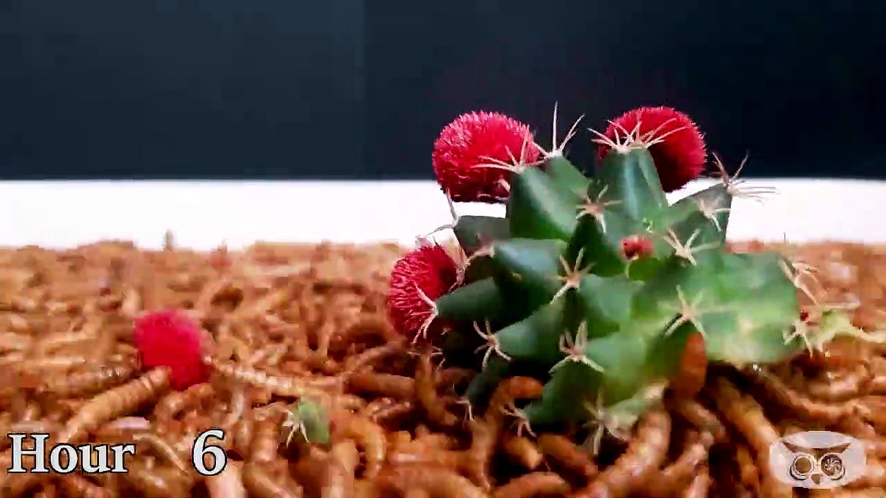 10000 Mealworms vs Hot Chili, Cactus, Chicken feet