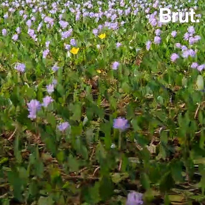 ¿Qué tanto sabes del jacinto de agua? 