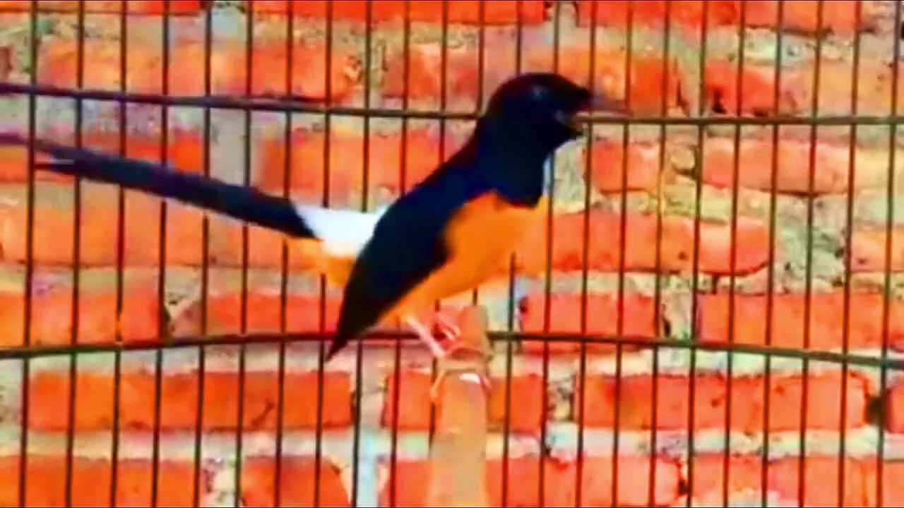 PANCINGAN MURAI SERING EMOSI