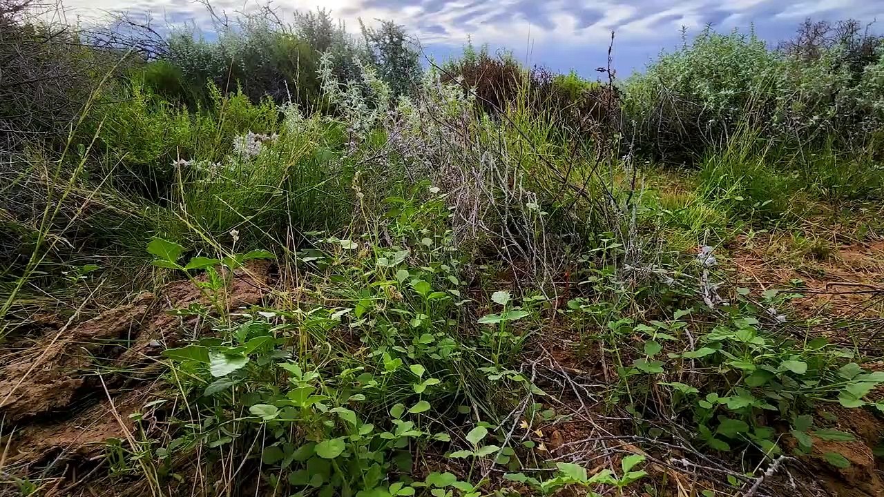 Mungerannie Aggregation | July 2022 | Queensland Country Life