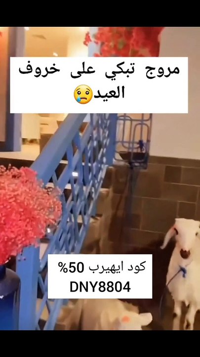 مروج الرحيلي تبكي بسبب خروف العيد وتعتذر له