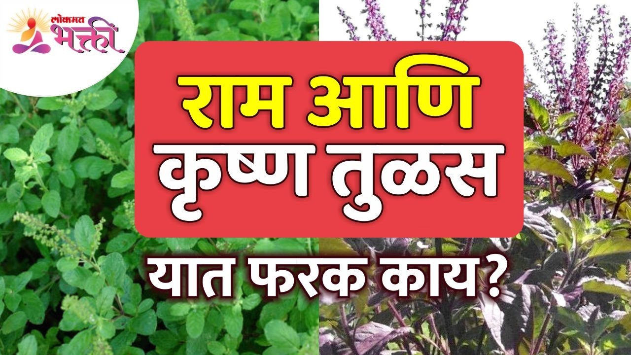 राम आणि कृष्ण तुळस यांच्यामध्ये फरक काय? What is the difference between Krishna Tulsi & Ram?