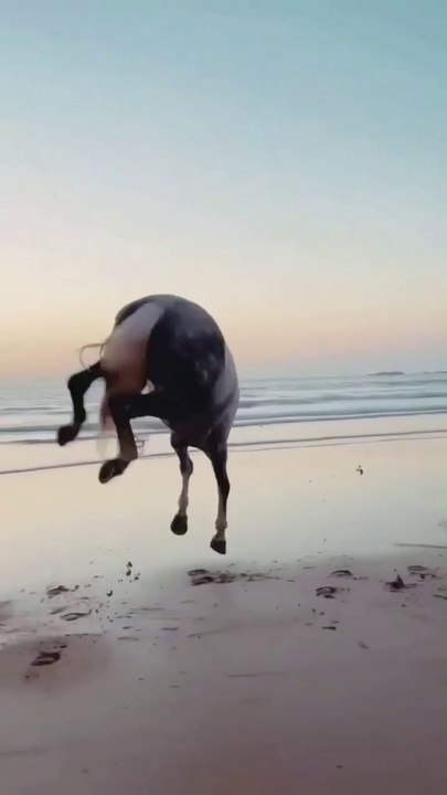 Horse #viral #trending