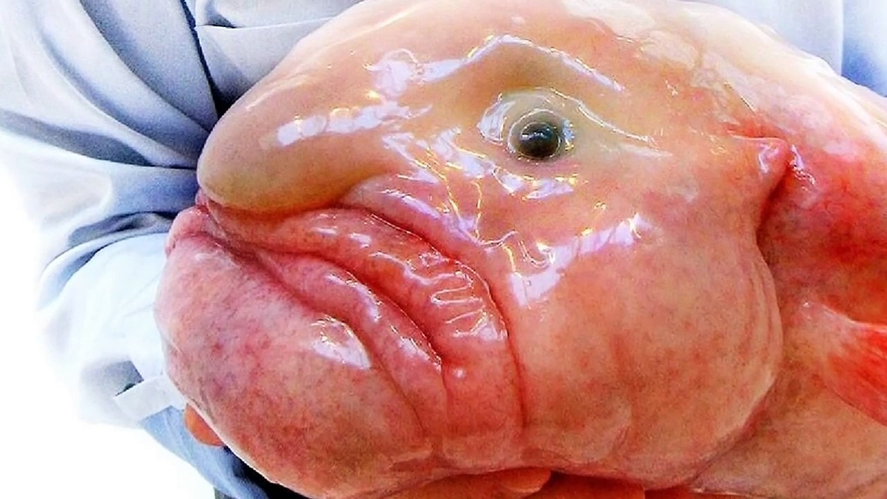 What is Blobfish