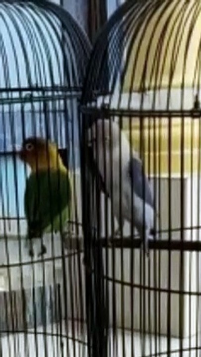 Lovebird ngekek penuh emosi