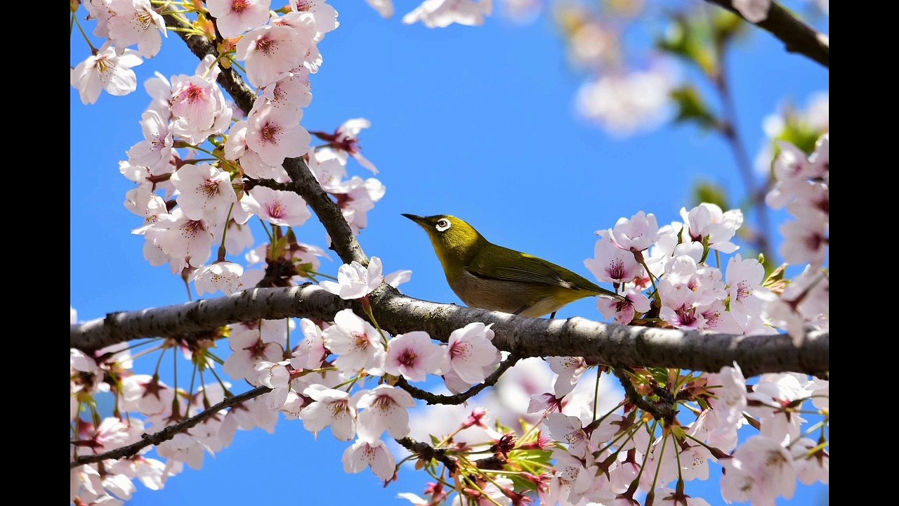 ¿QUÉ SON LAS AVES? Respuesta explicada aquí