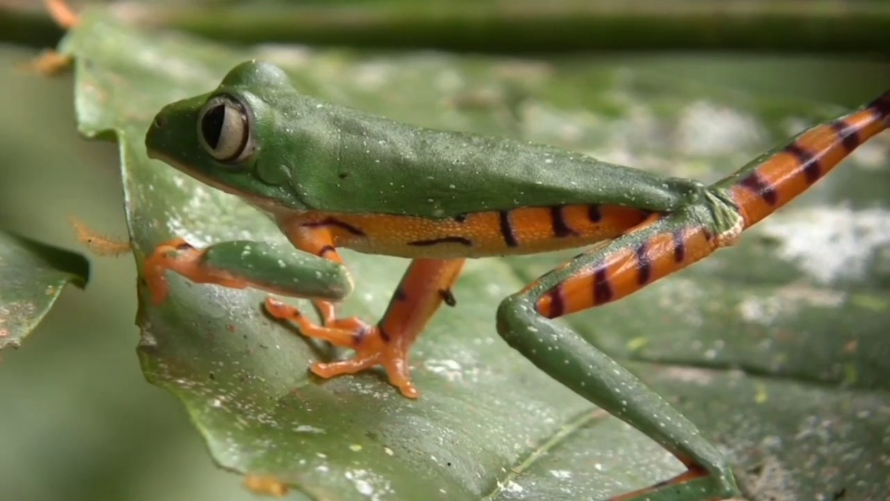 30 types  of frog in the world