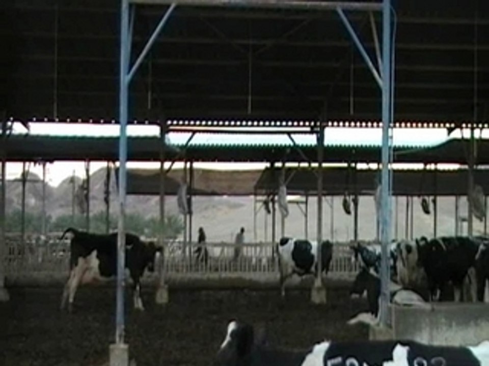 Purim Spiel Yahel 2008