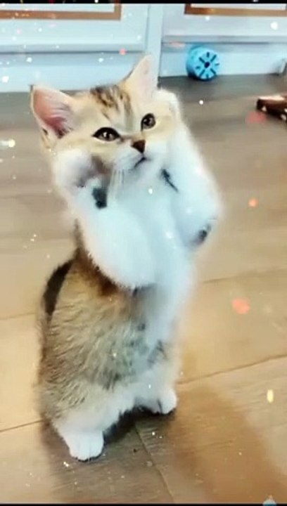 Hilarious Cats Compilation 🐱 | Urdu & Hindi Funny Cat Videos 2022