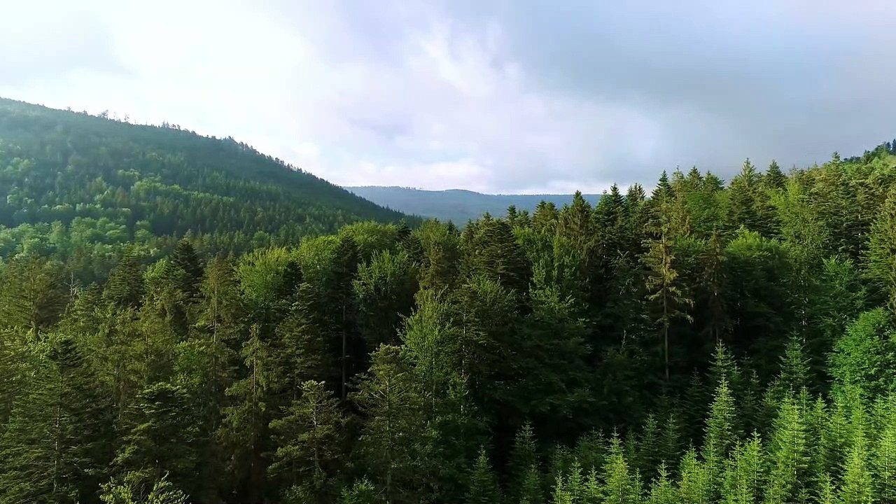 Forest - 18534 forest videos