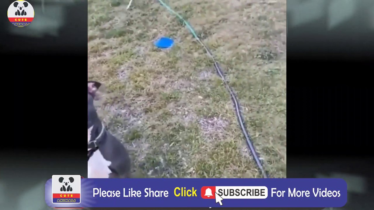 Hilarious and Crazy Dogs & Cats You Must See! 🐶😺