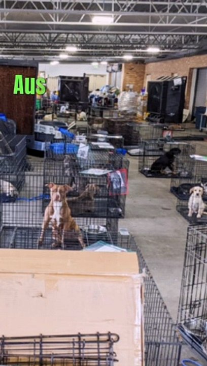 Animals News Today, Animals News Video Today