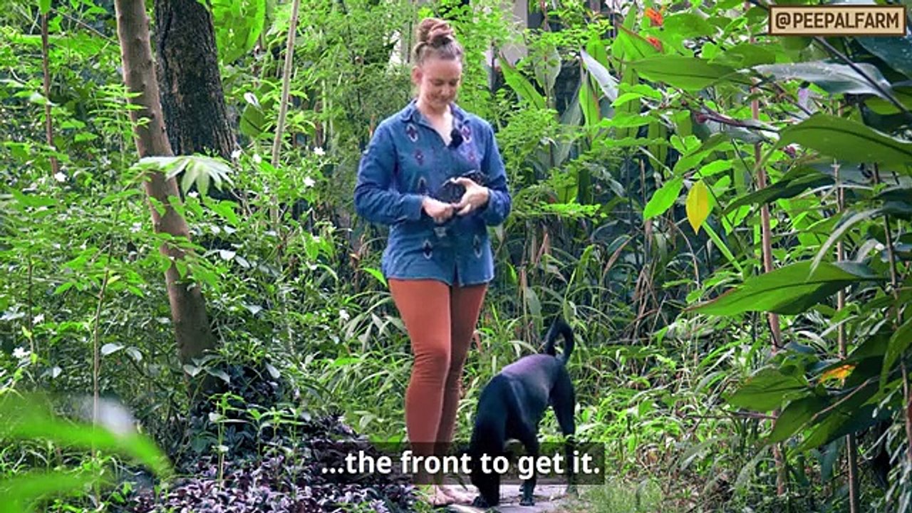 Beautiful dog training Muzzle training | Dog training