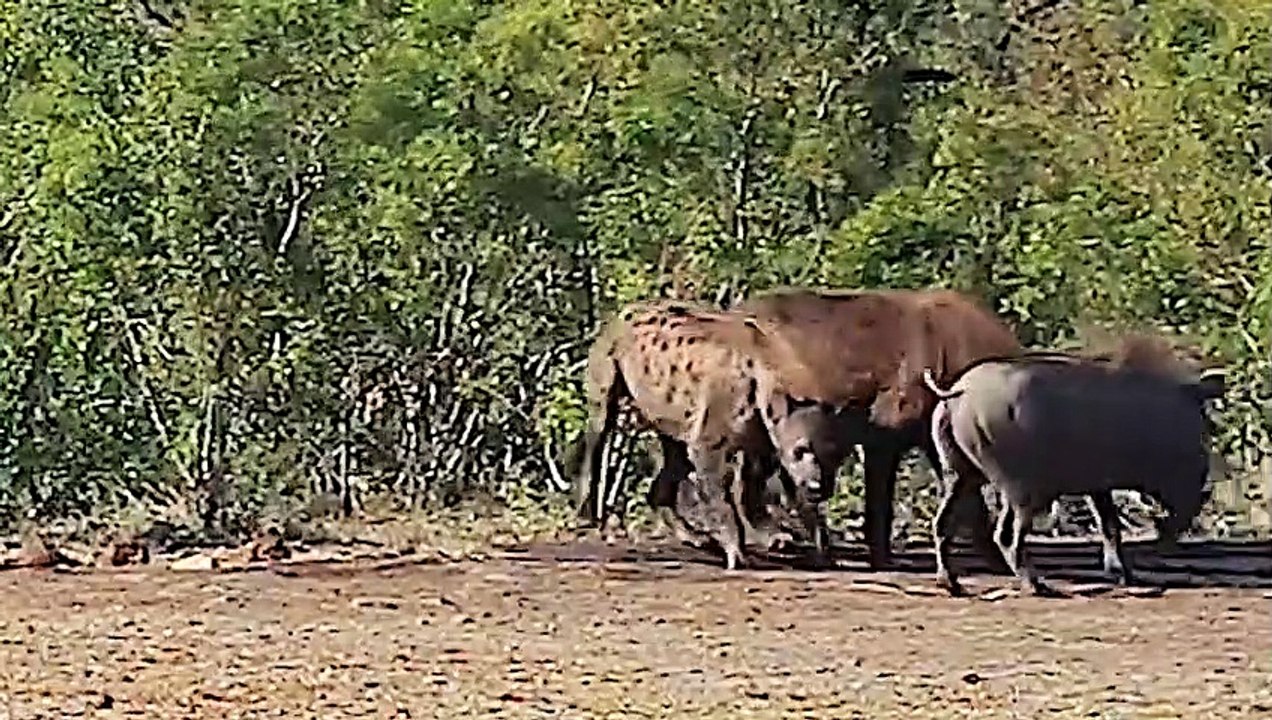 OMG! Knowing Warthog Choose The Simplest Way to Take Down Crocodile, Tiger, Hyena To Save Baby