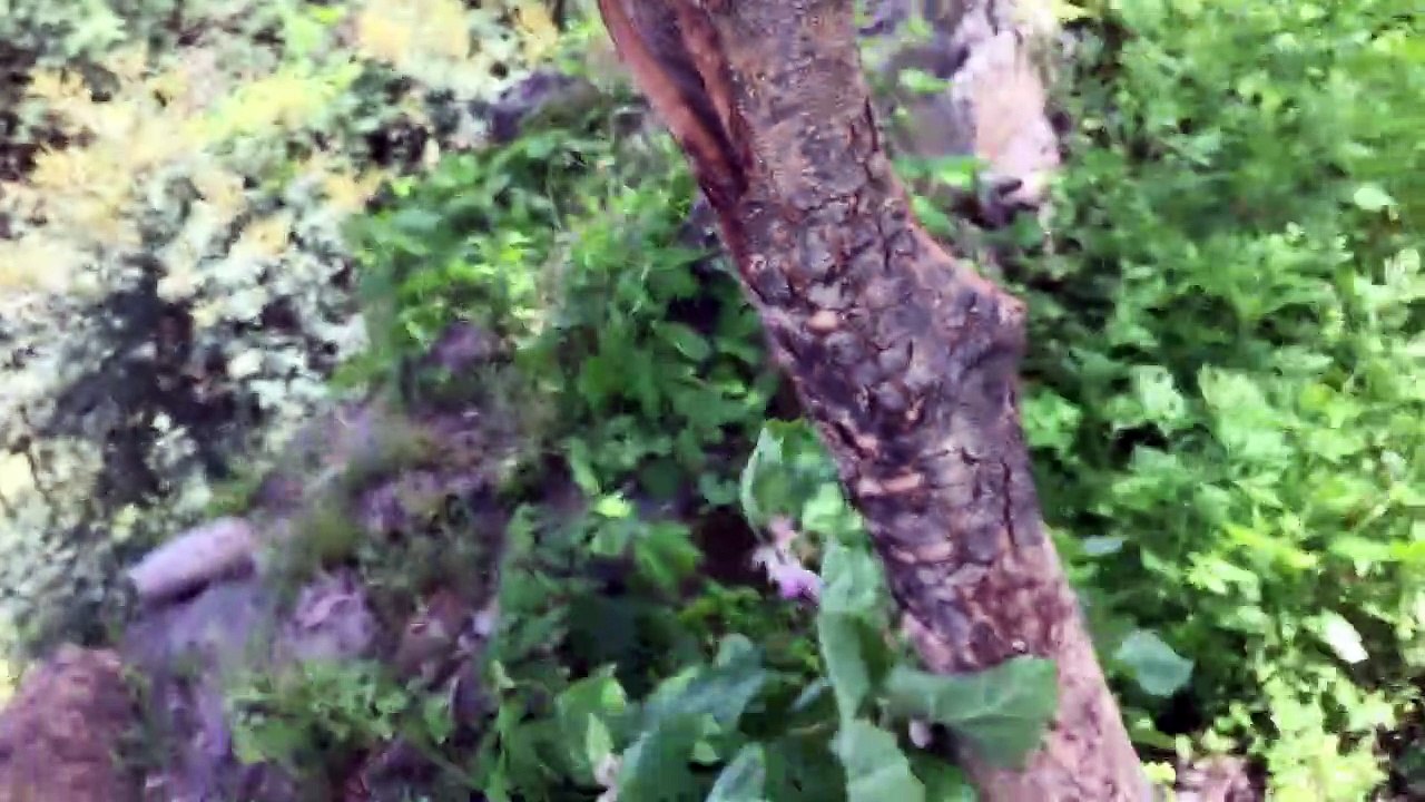 Analgadh Fort travel vlog