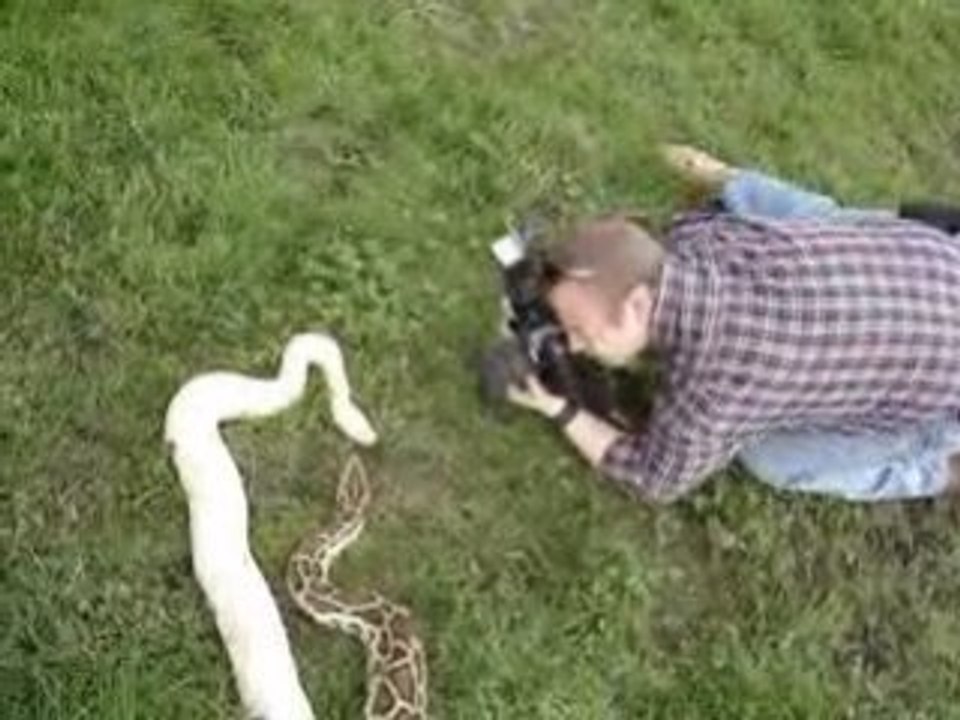 Dc-Pics Vs Pythons - 3