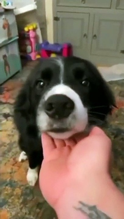 There are two types of puppies...