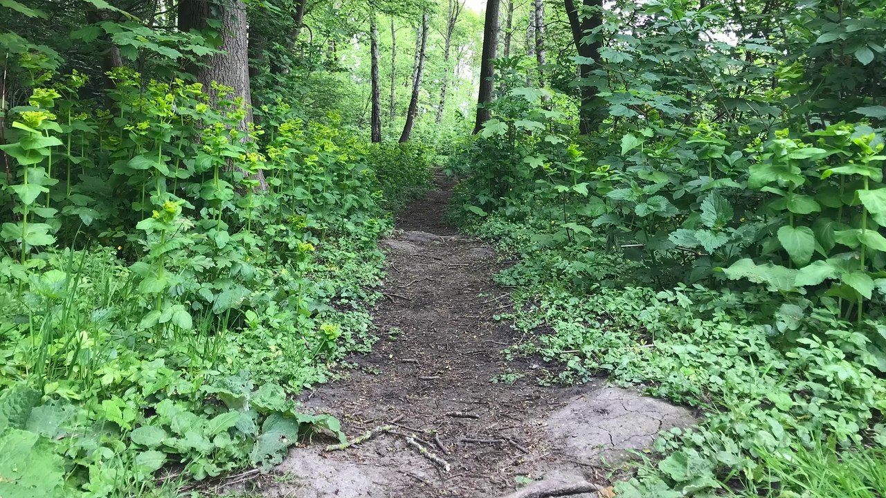 What Is Orthodoxy and Orthopraxy?