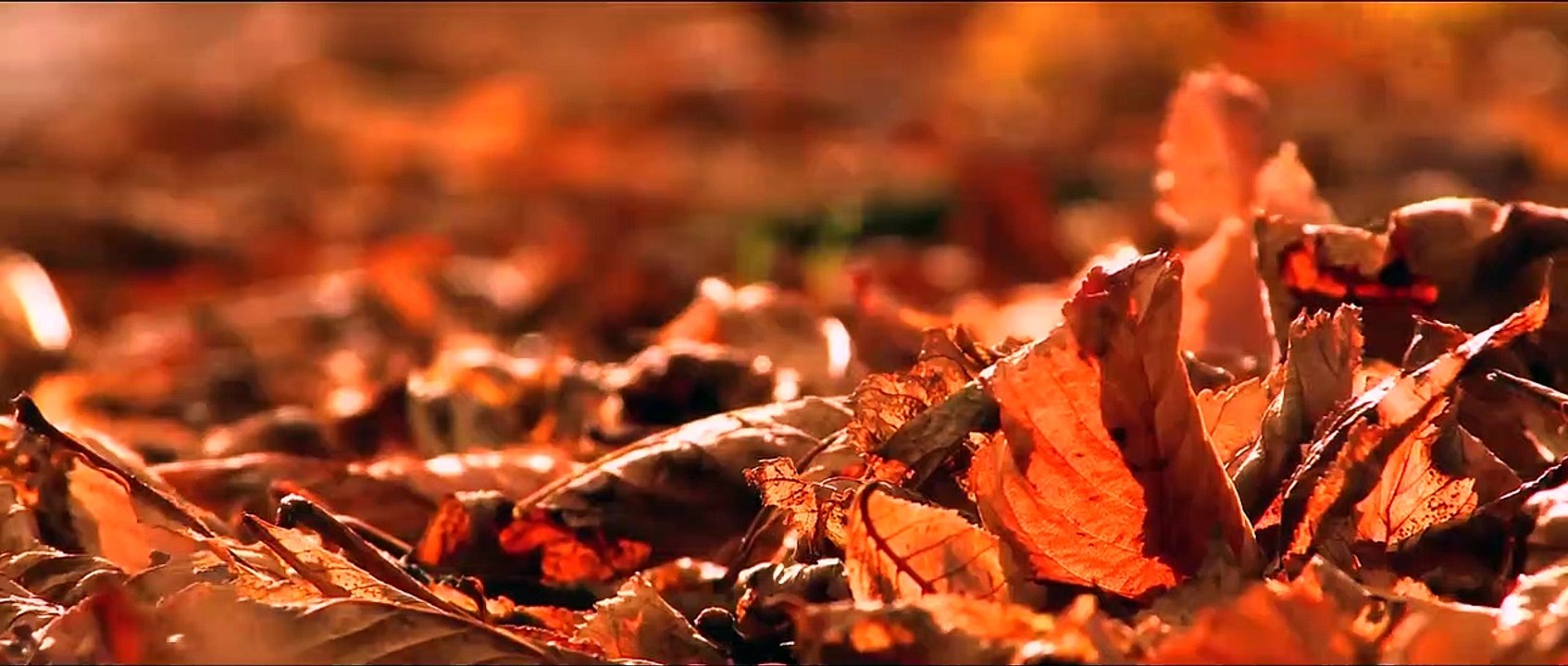 CINEMATIC ALAM NATURAL CINEMATIC