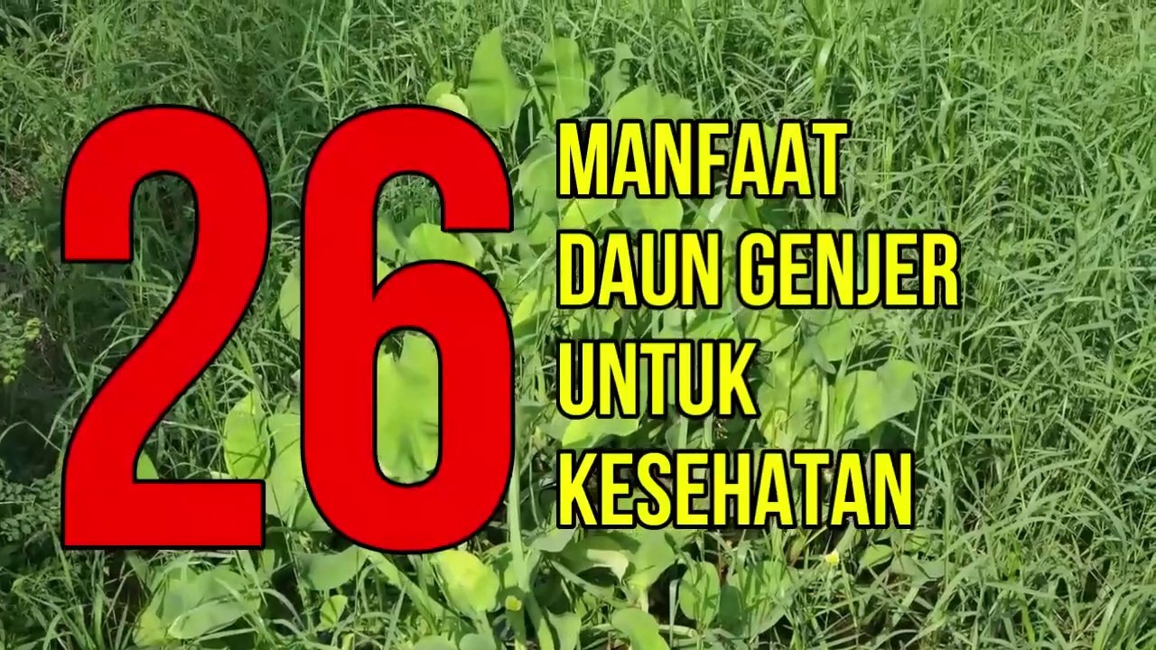 26 Manfaat Daun Genjer