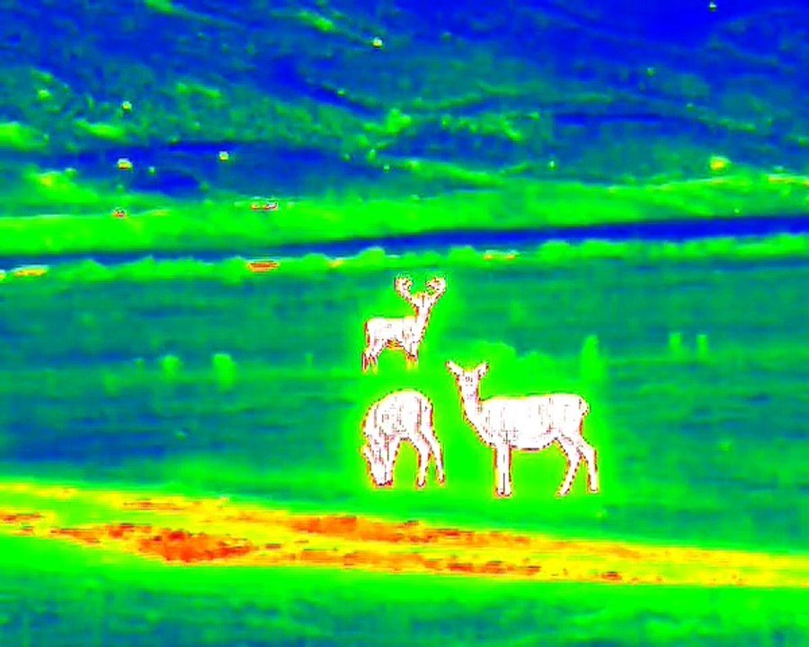 New ‘Thermal Imaging Wildlife Safaris’ launched in Dornoch